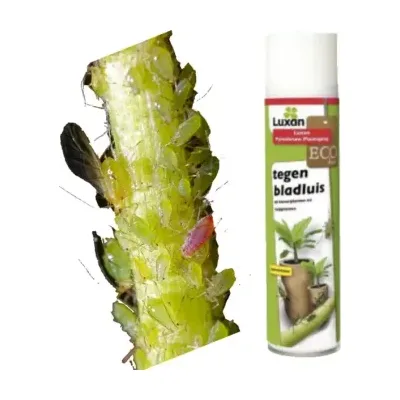 Luxan Pyrethrum Plantspray tegen bladluis