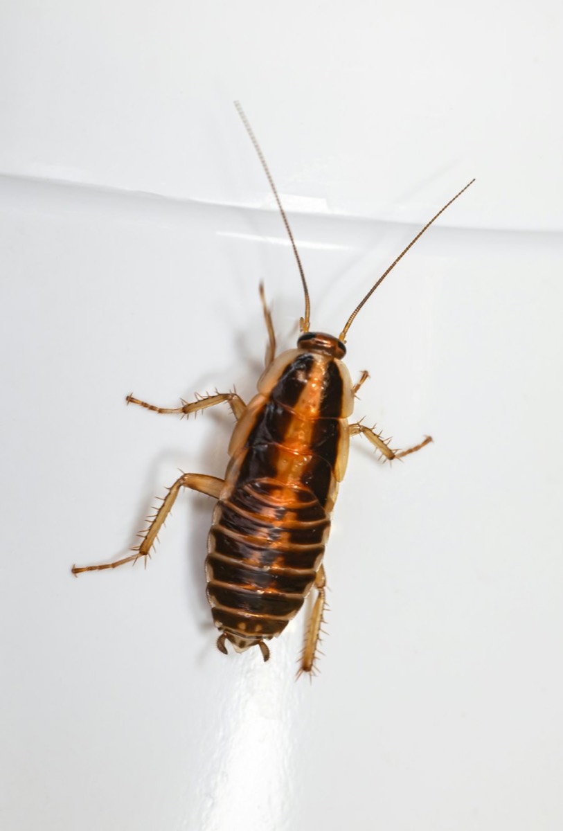 Kakkerlakken spray